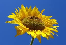 zonnebloem