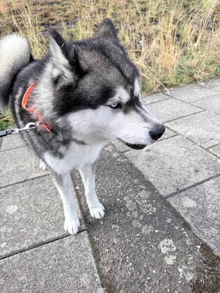 Daggoe voor pindakaas gebruik