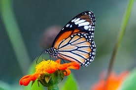 Vlinder